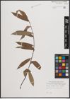 Foto von Salix daltoniana Andersson